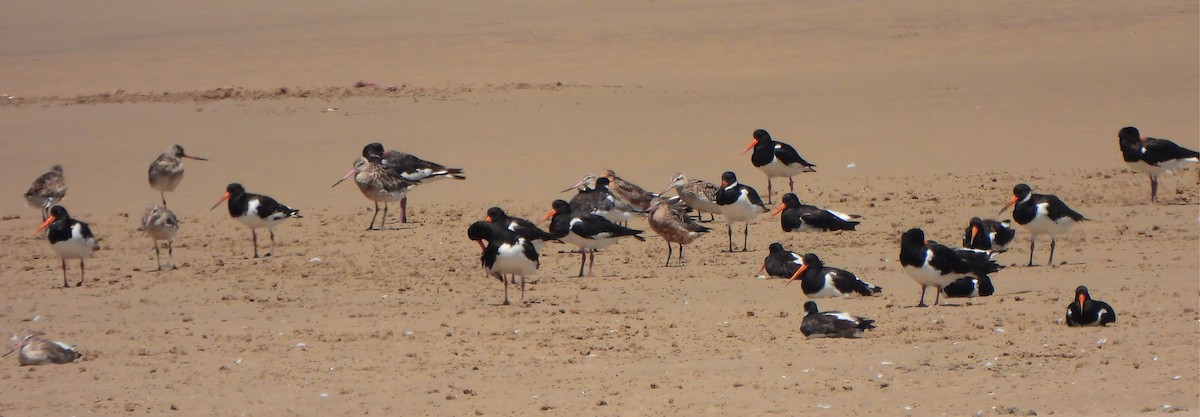 Eurasian Oystercatcher - ML604580711