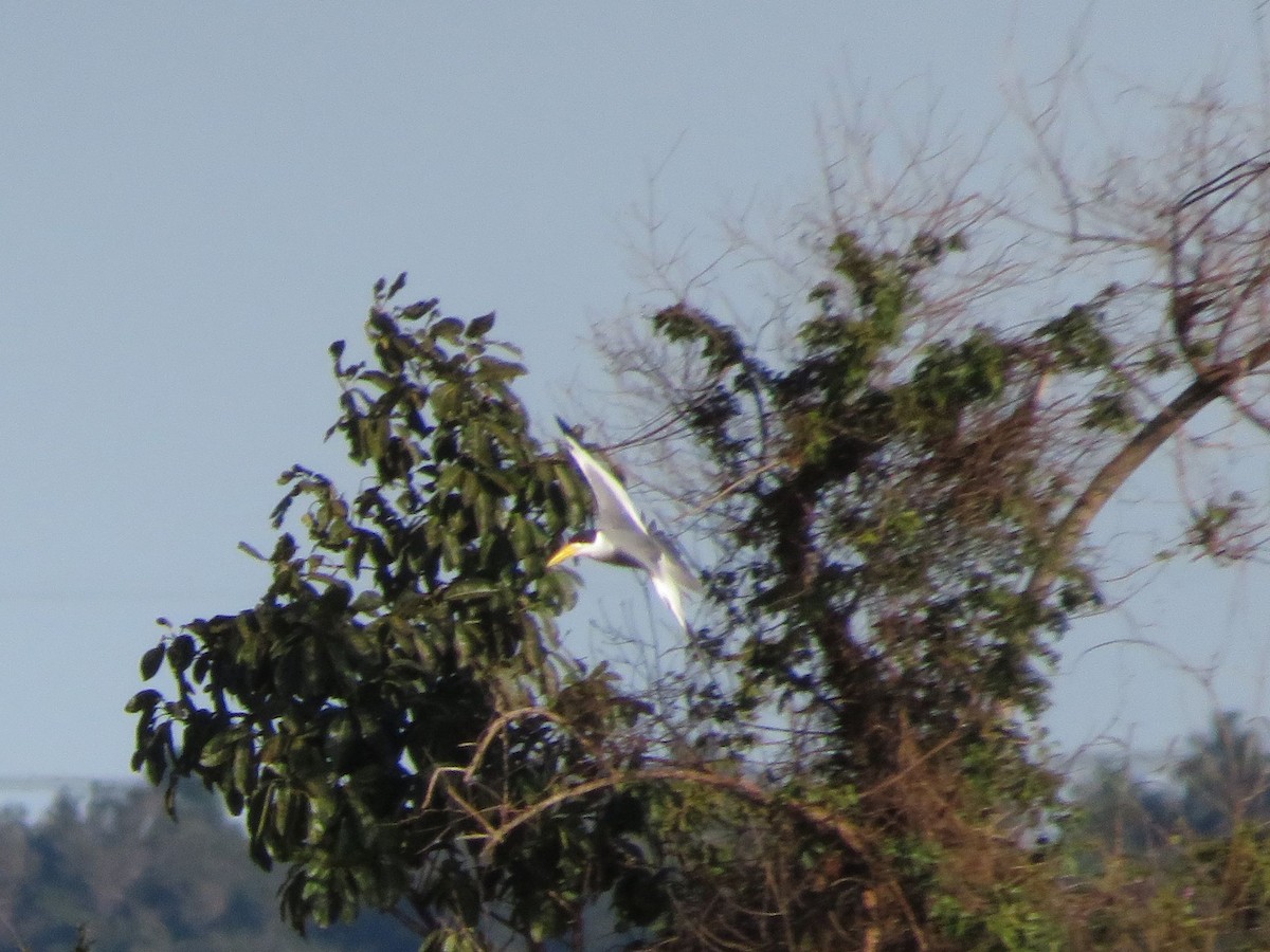 Large-billed Tern - ML604581421