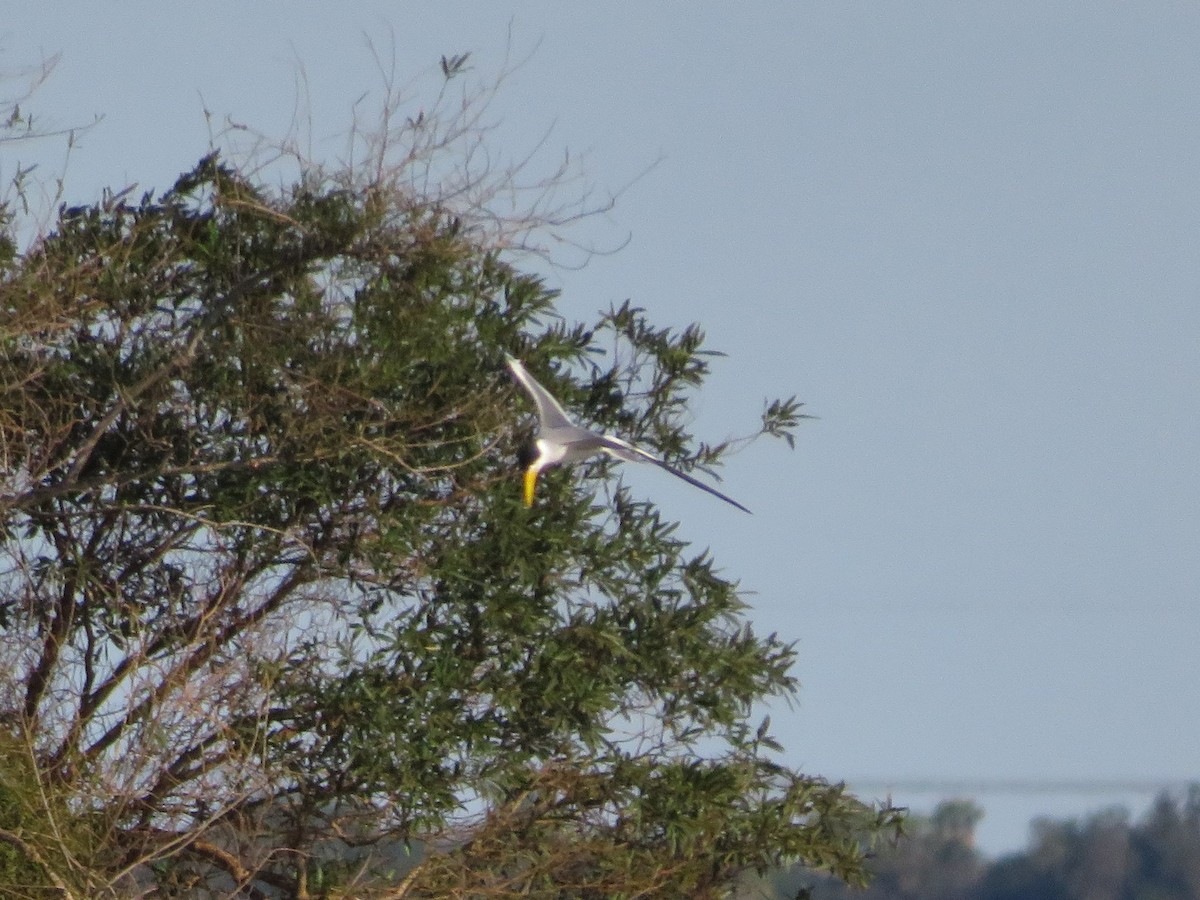 Large-billed Tern - ML604581441