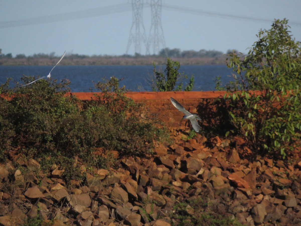 Large-billed Tern - ML604581461