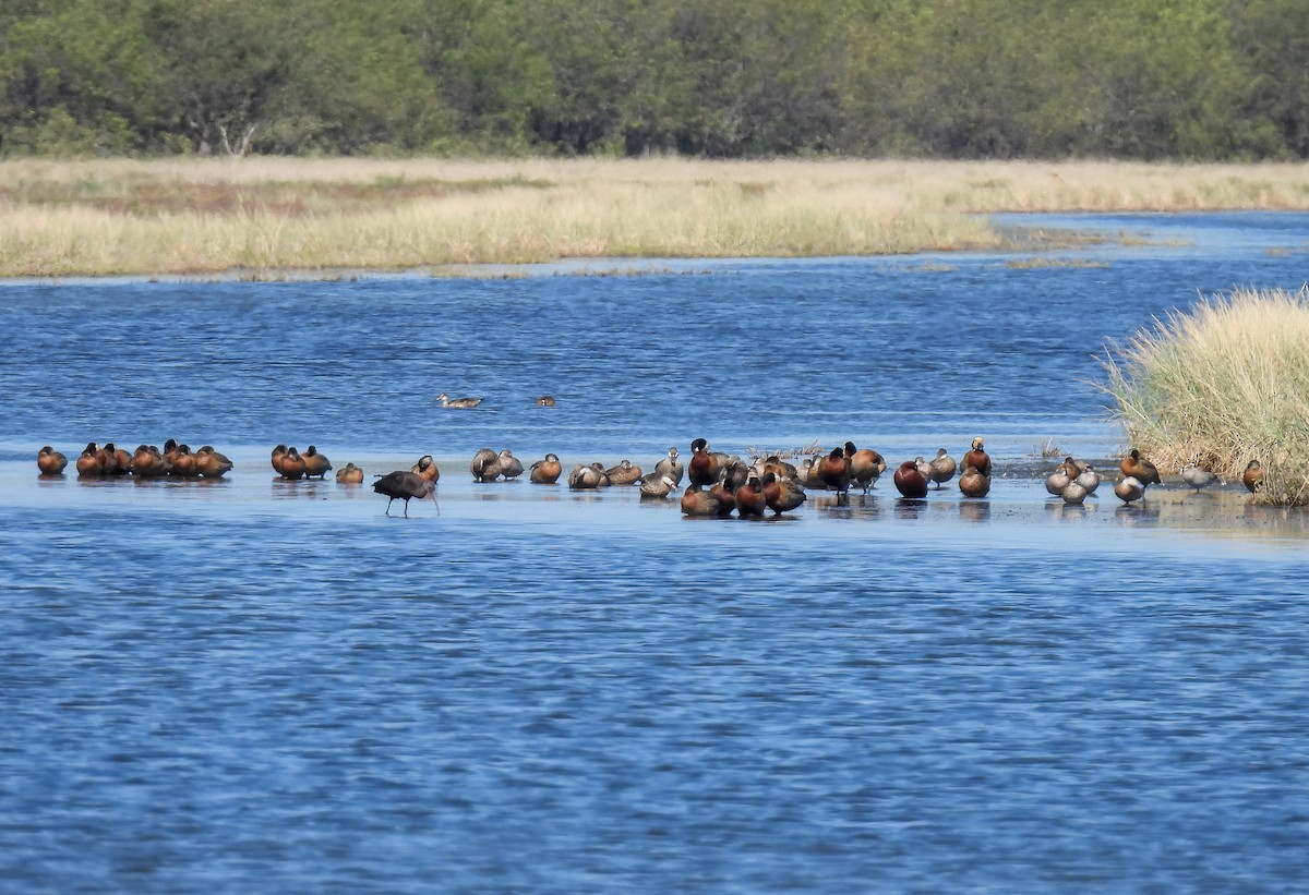 White-faced Whistling-Duck - Selene Davey