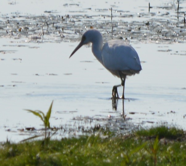 Little Blue Heron - ML604582751