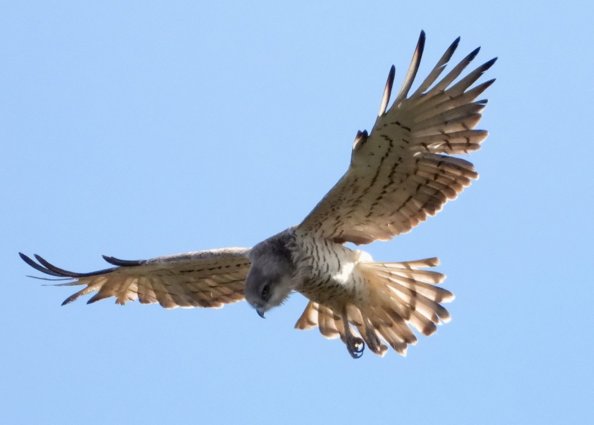 Short-toed Snake-Eagle - ML604583701