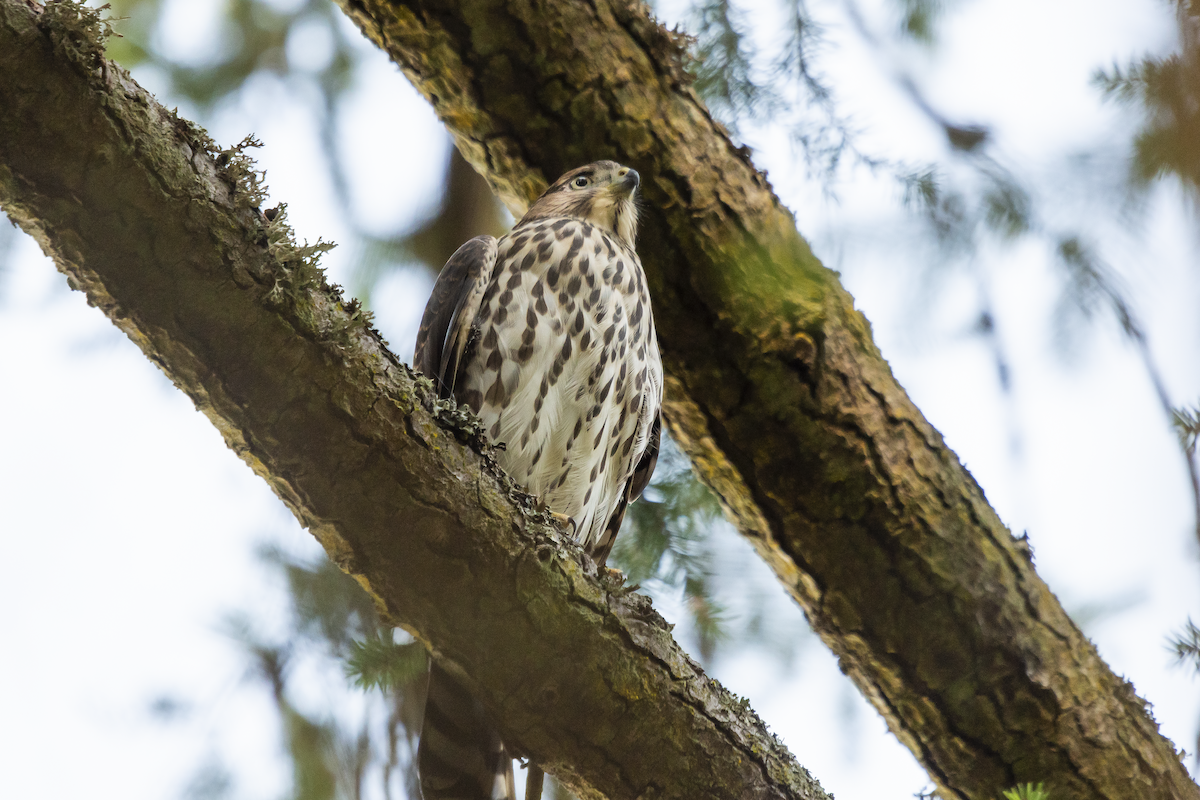 Cooper's Hawk - ML604584821