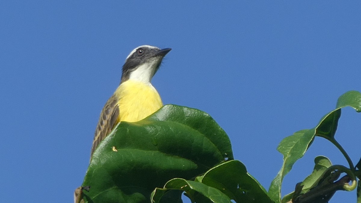 Social Flycatcher - ML604585401