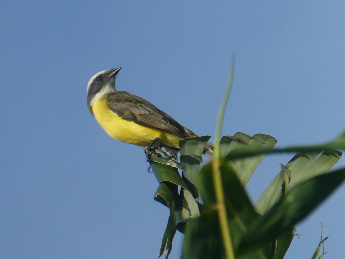 Social Flycatcher - ML604585421