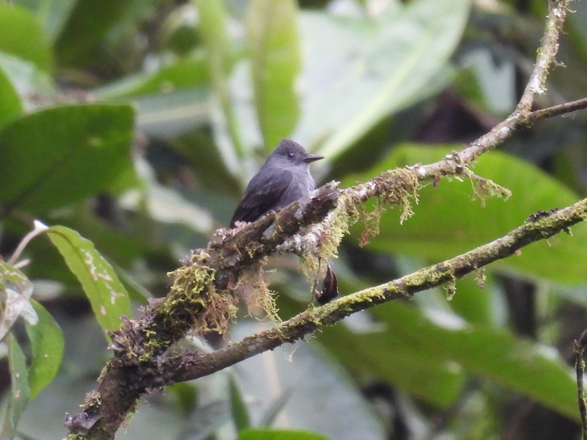 Smoke-colored Pewee - ML604585871