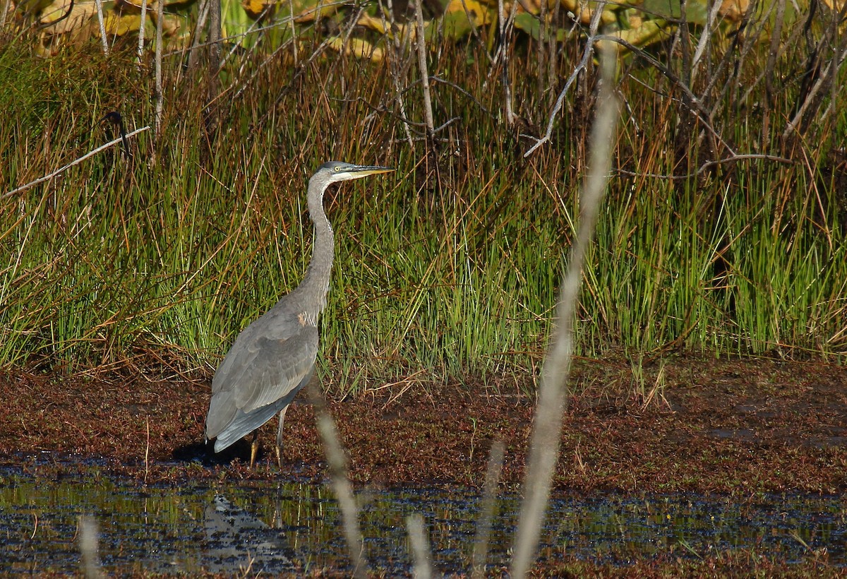 Great Blue Heron - ML604586091