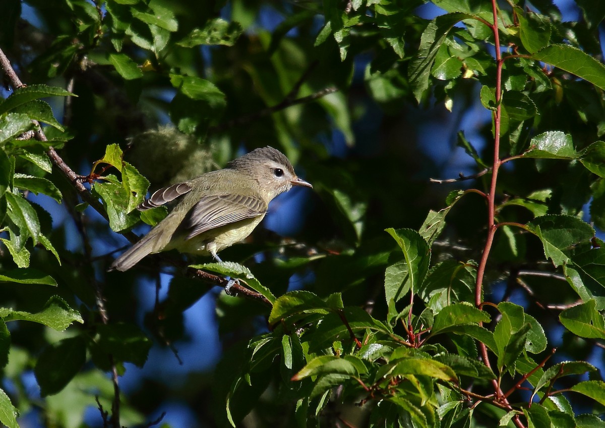 Warbling Vireo - Greg Gillson