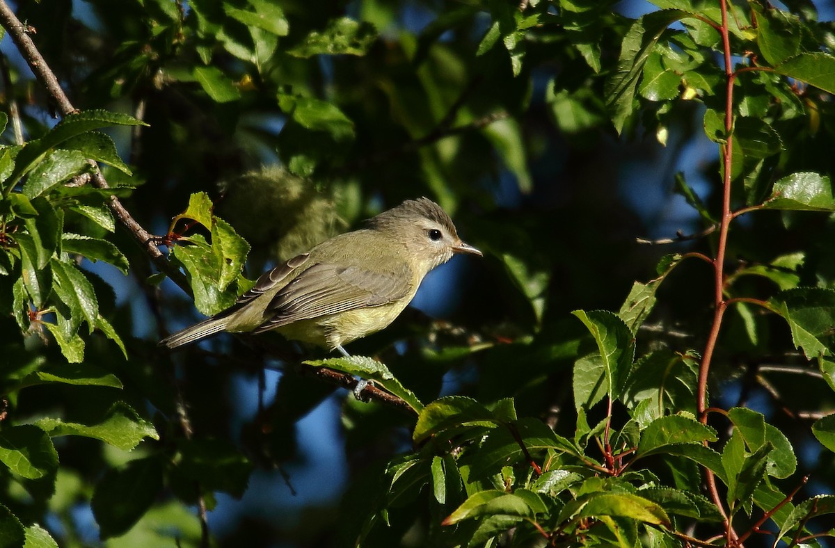 Warbling Vireo - Greg Gillson