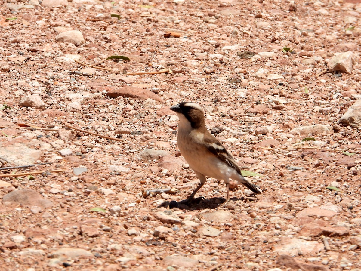 White-browed Sparrow-Weaver (White-breasted) - ML604586681