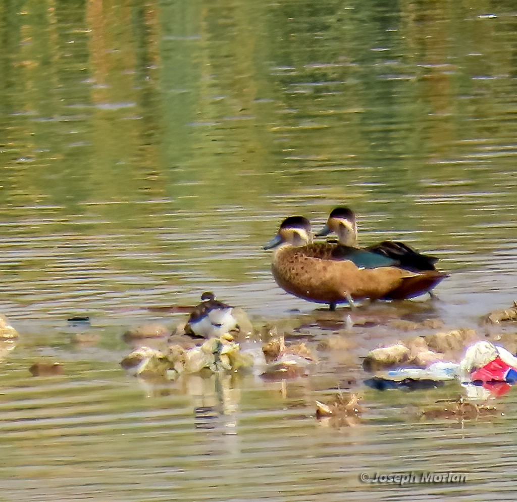 Blue-billed Teal - Joseph Morlan