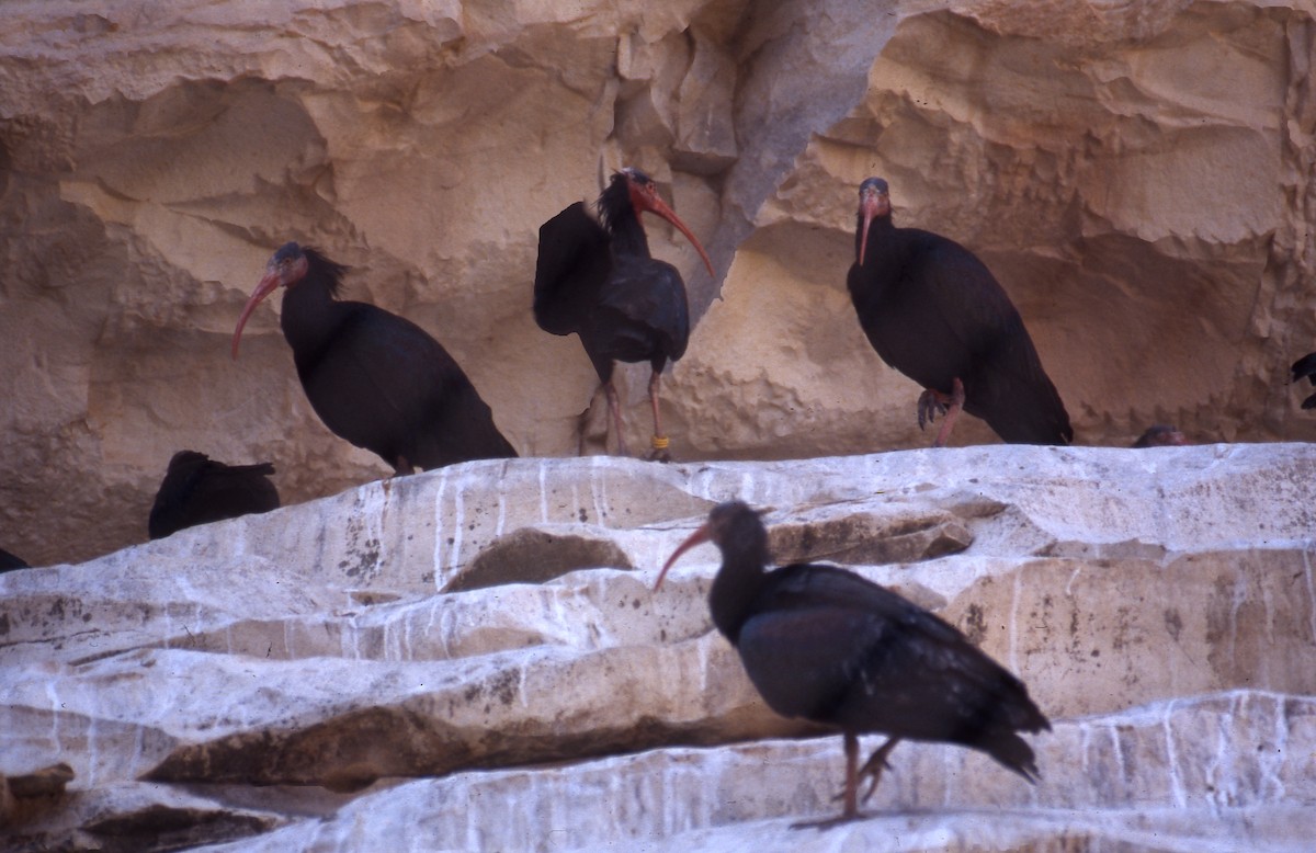 ibis skalní - ML604587331