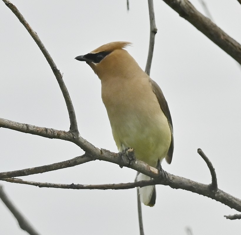 Cedar Waxwing - ML604590721