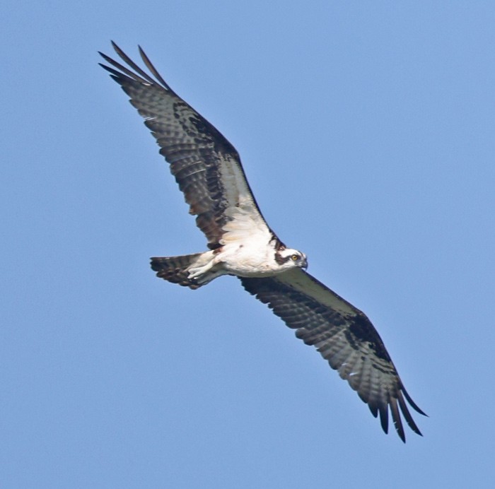 Balbuzard pêcheur - ML604590851