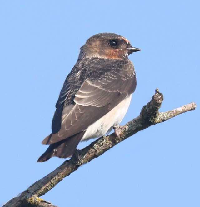 Hirondelle à front blanc - ML604591141
