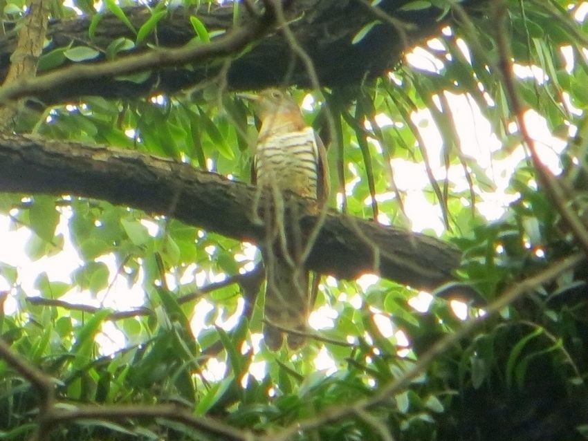 Lesser Cuckoo - ML60459141