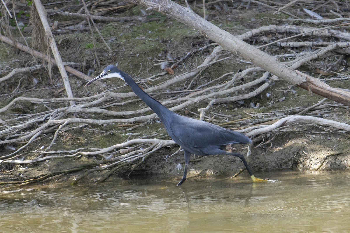 Western Reef-Heron - Luis Gracia Garcés