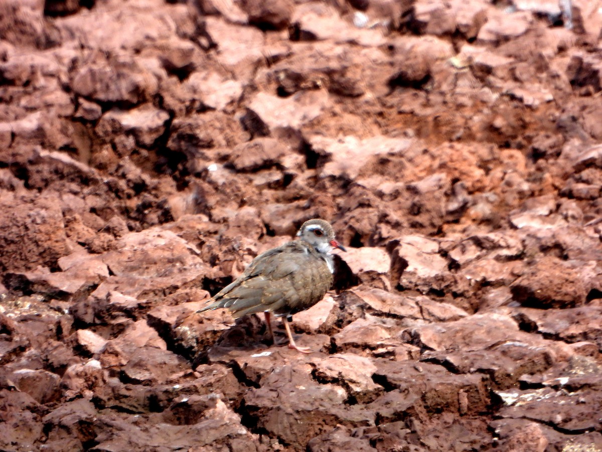 Three-banded Plover (African) - ML604592061