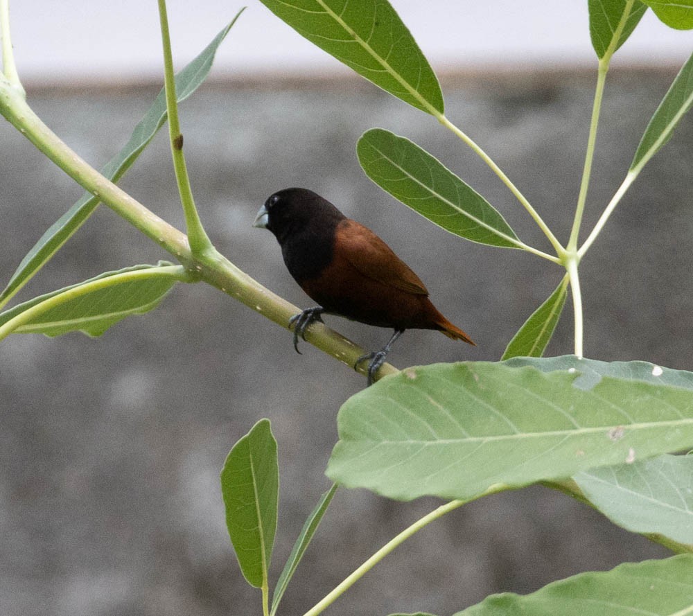 Chestnut Munia - ML604592281