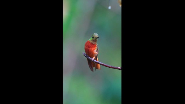 Chestnut-breasted Coronet - ML604592861