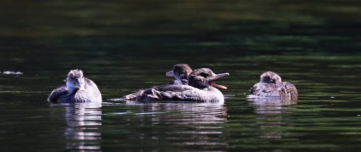 Hooded Merganser - ML604593161