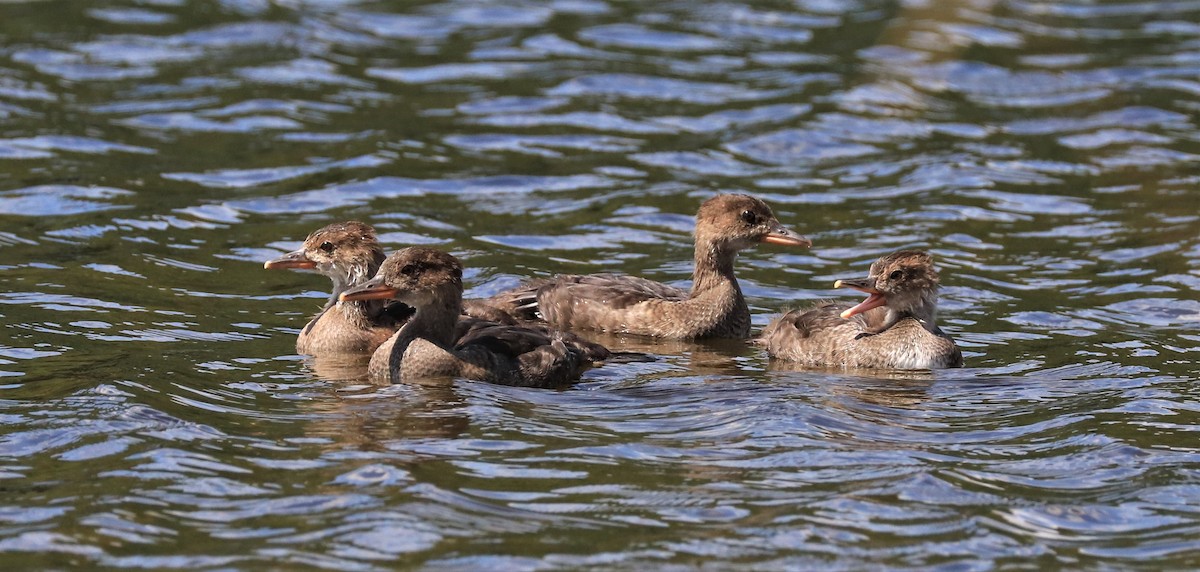 Hooded Merganser - Lynda Noel