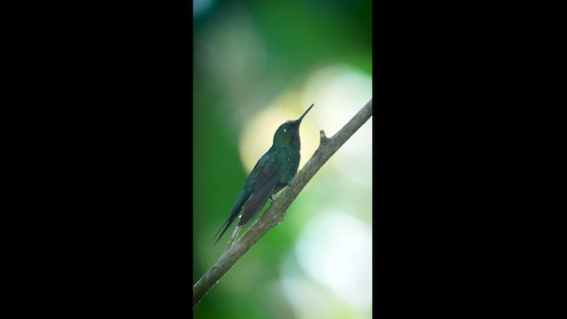 Purple-throated Sunangel - ML604593321