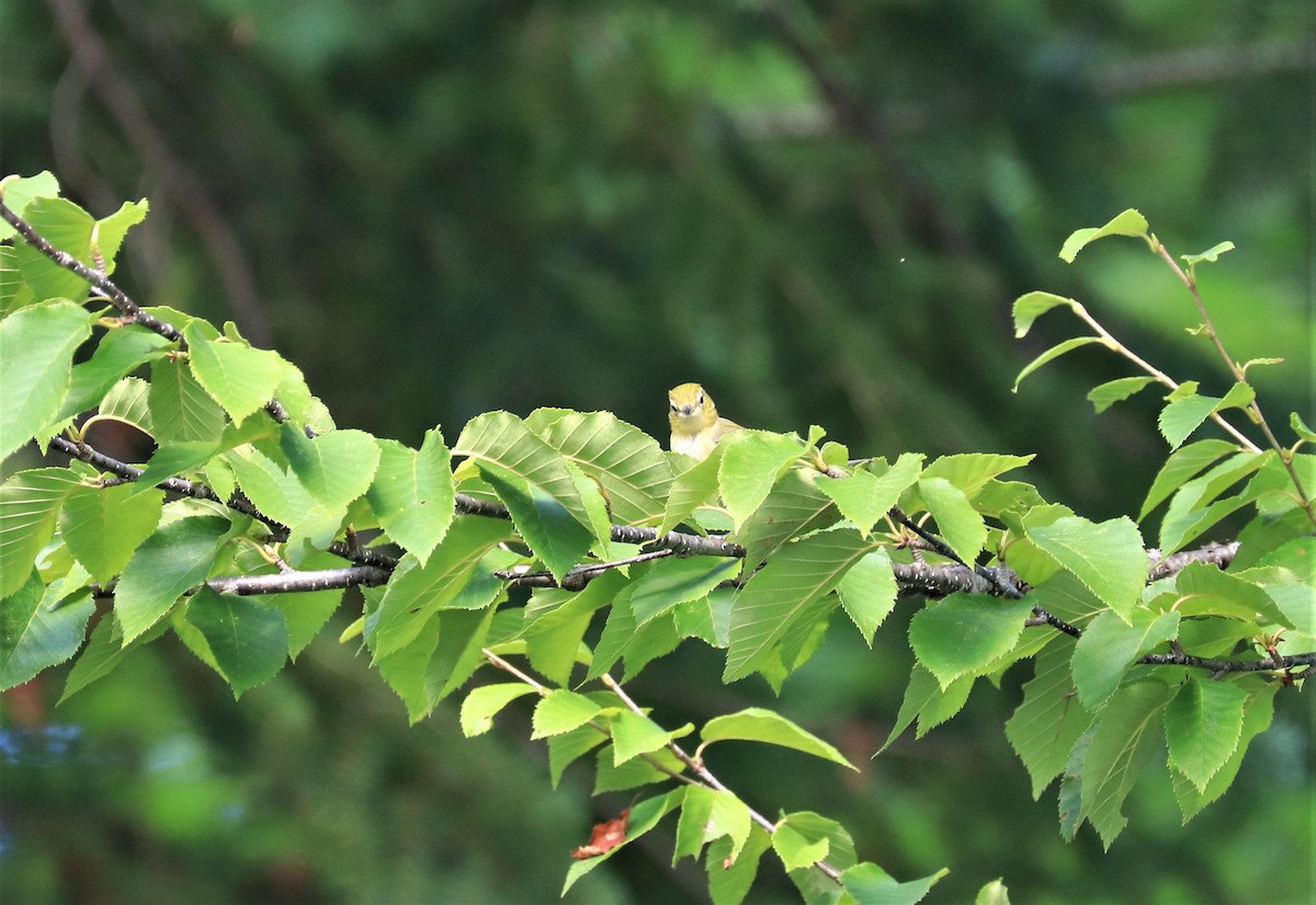 Bay-breasted Warbler - ML604593391