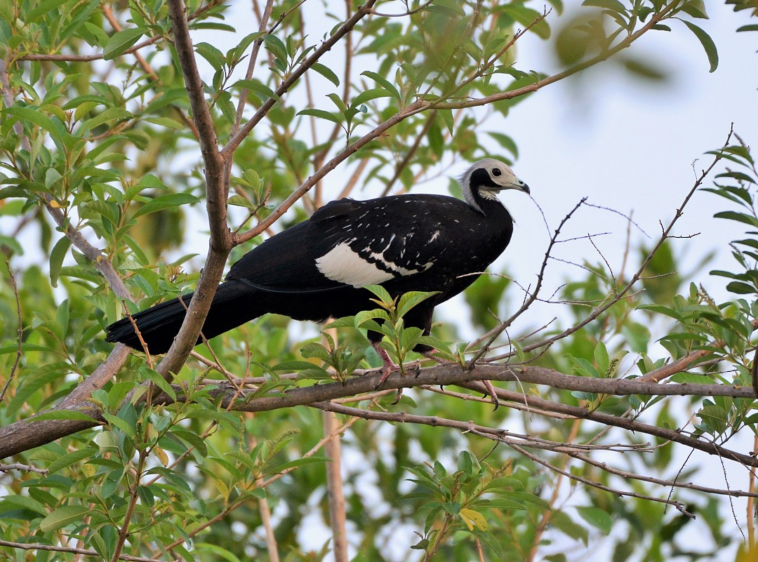 White-throated Piping-Guan - ML604593401