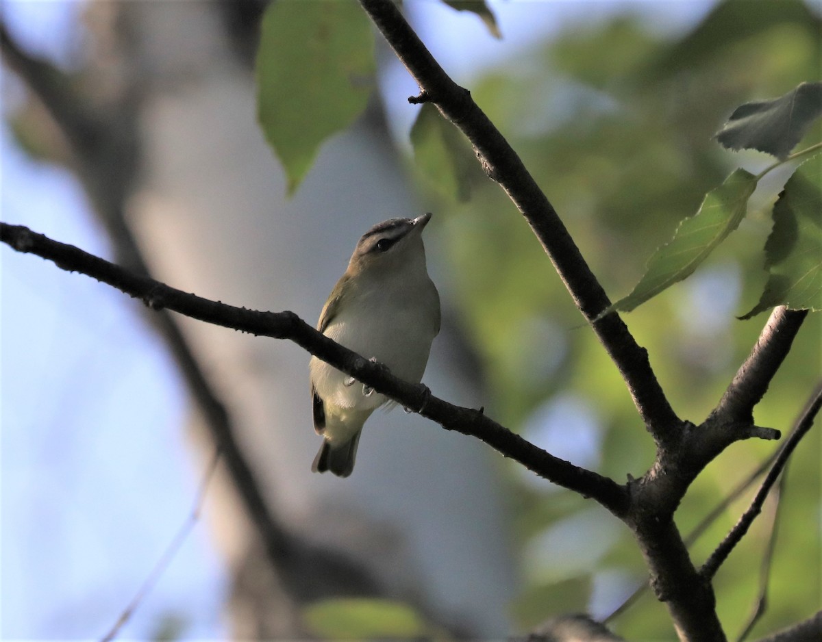 Red-eyed Vireo - ML604593431