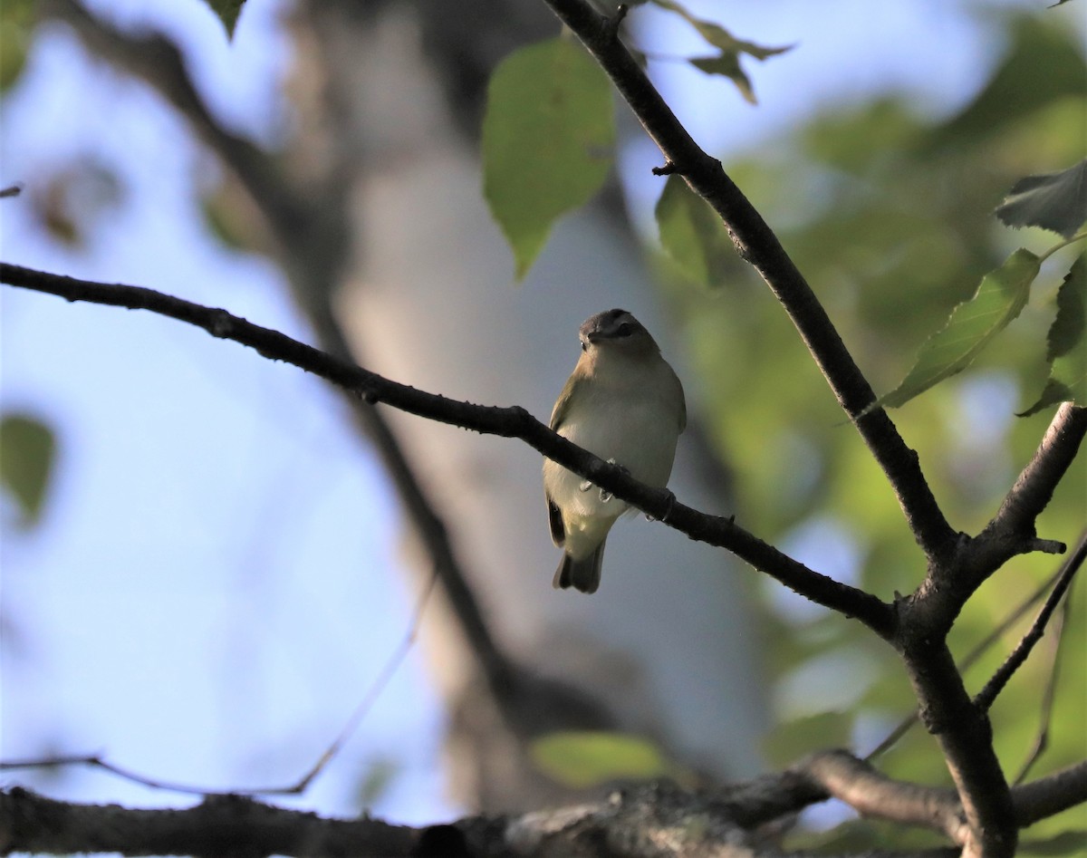 Kızıl Gözlü Vireo - ML604593441