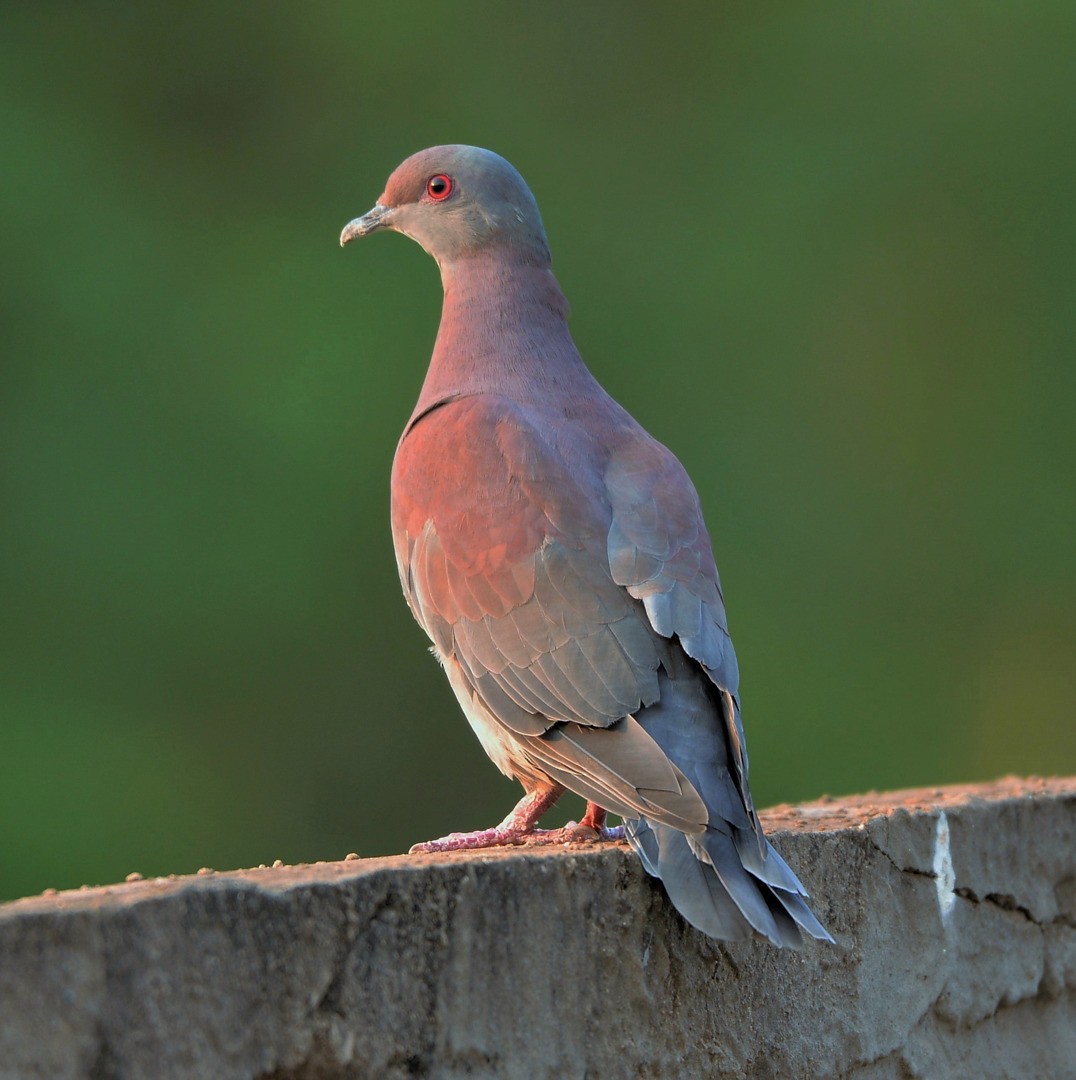 Pale-vented Pigeon - ML604593501
