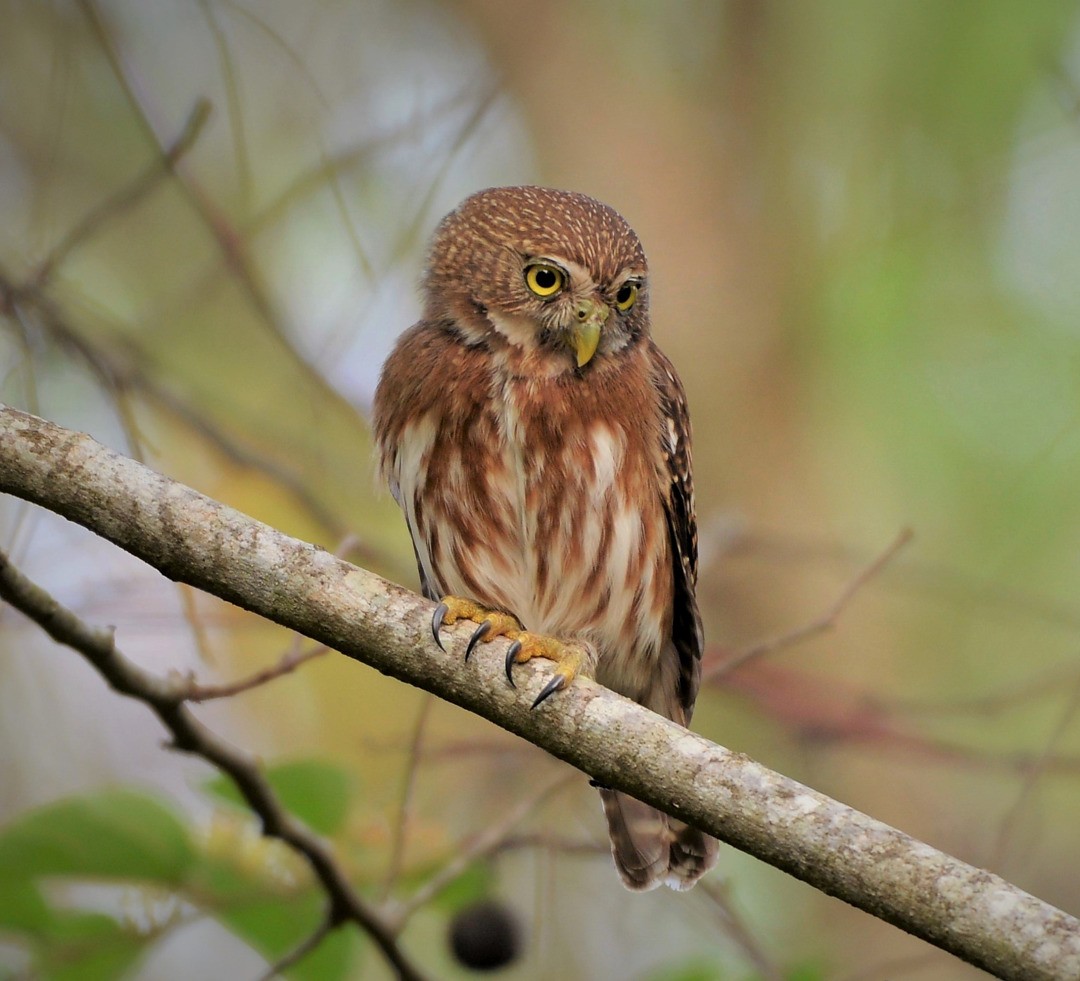 Ferruginous Pygmy-Owl - ML604593641