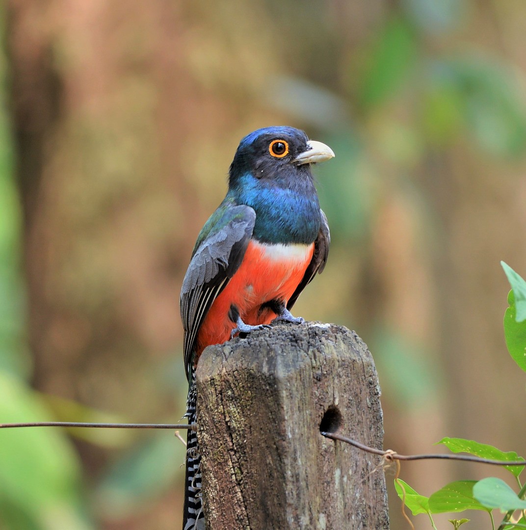 Blue-crowned Trogon - ML604593741