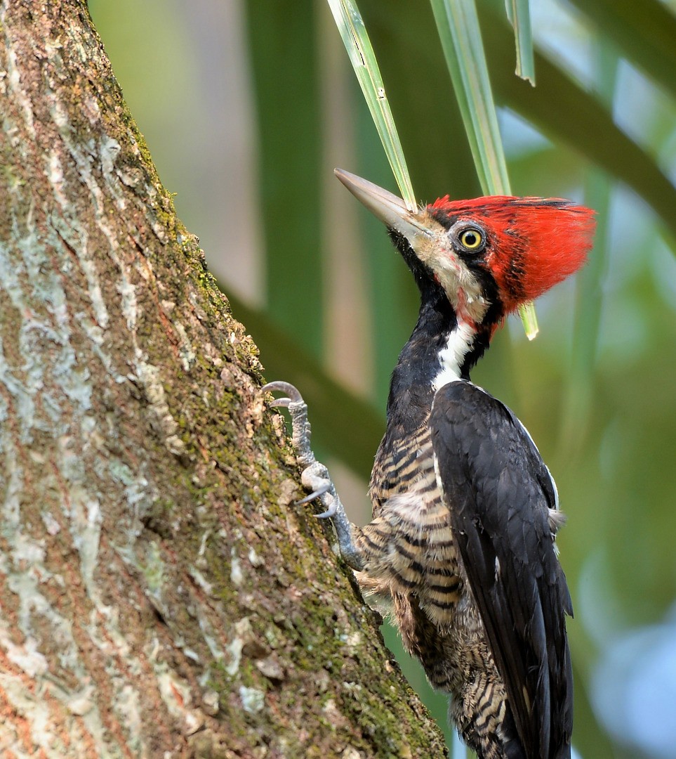 Crimson-crested Woodpecker - ML604593871