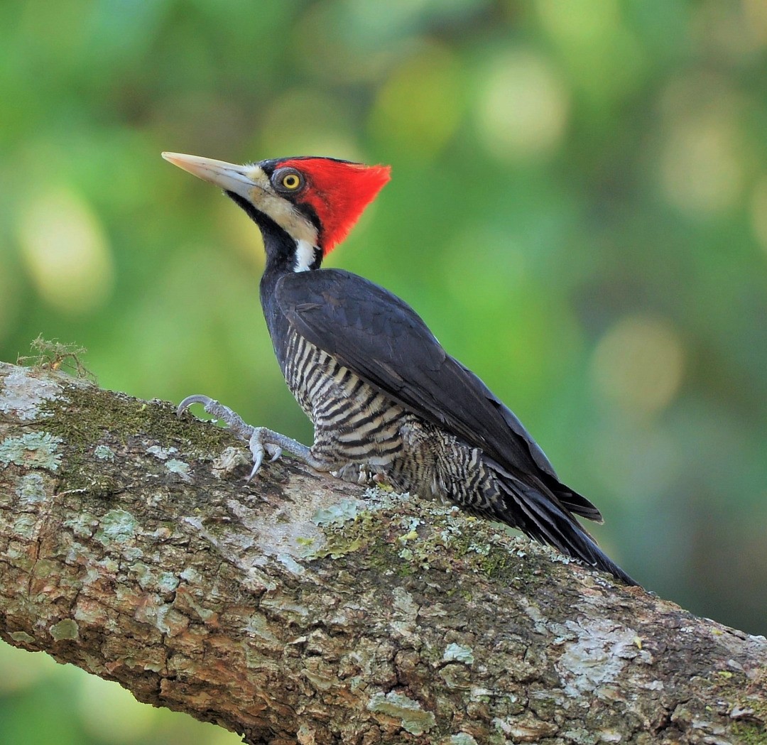 Crimson-crested Woodpecker - ML604593881