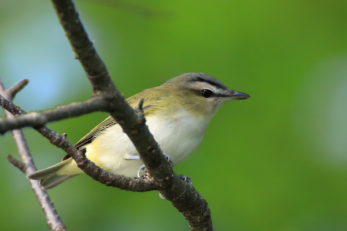 Kızıl Gözlü Vireo - ML604593891