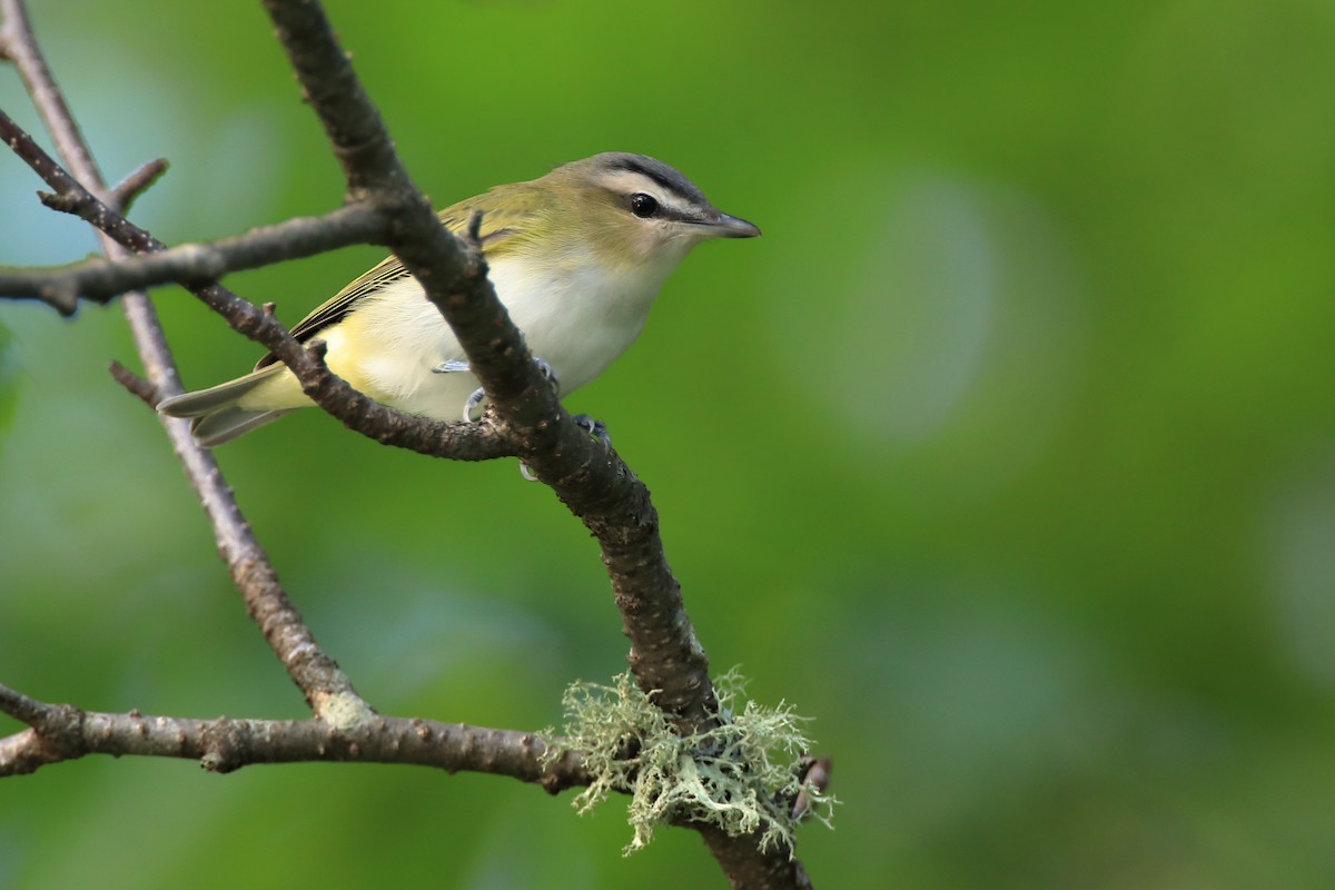 Red-eyed Vireo - ML604593911