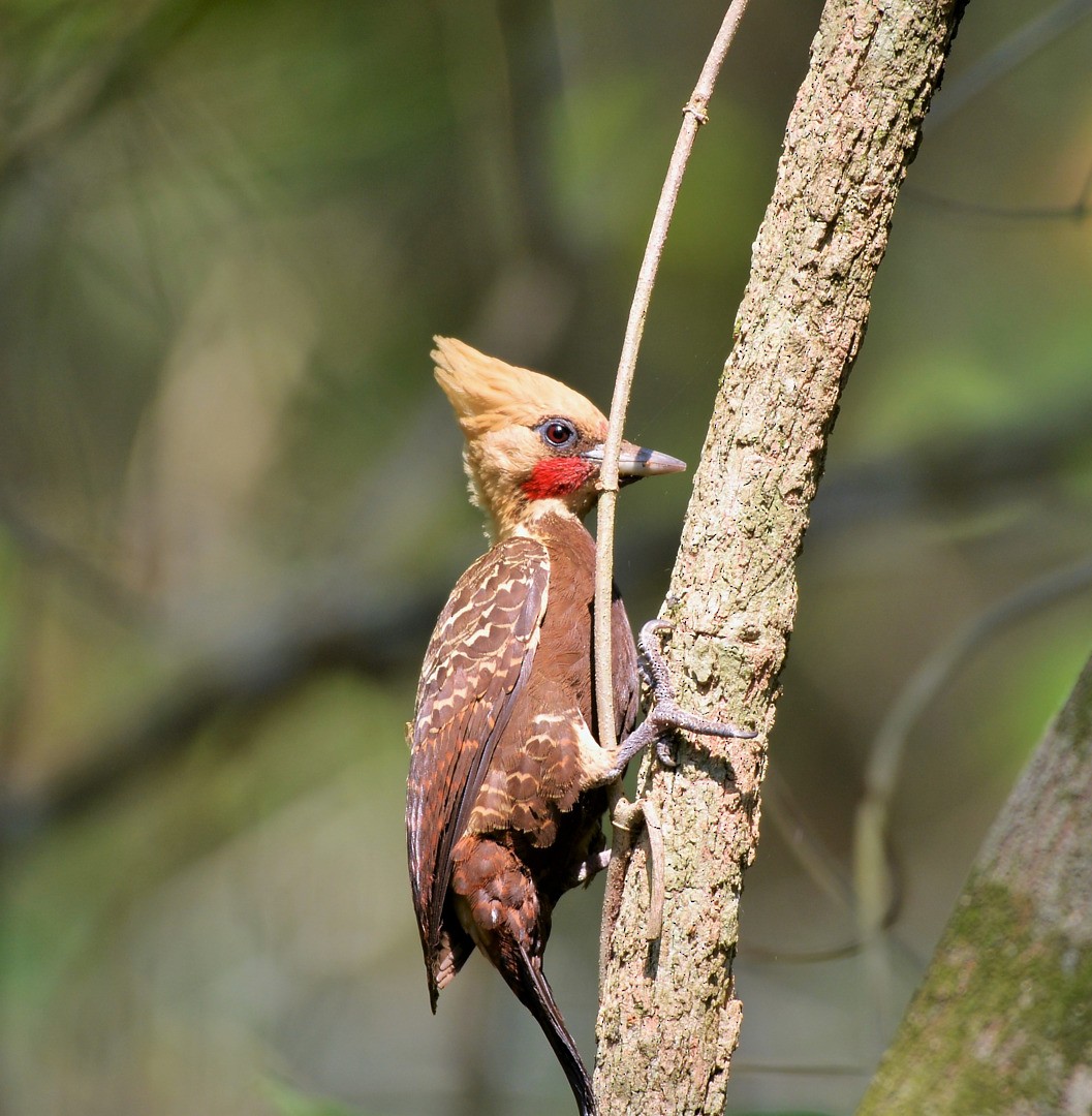 Pale-crested Woodpecker - ML604593941