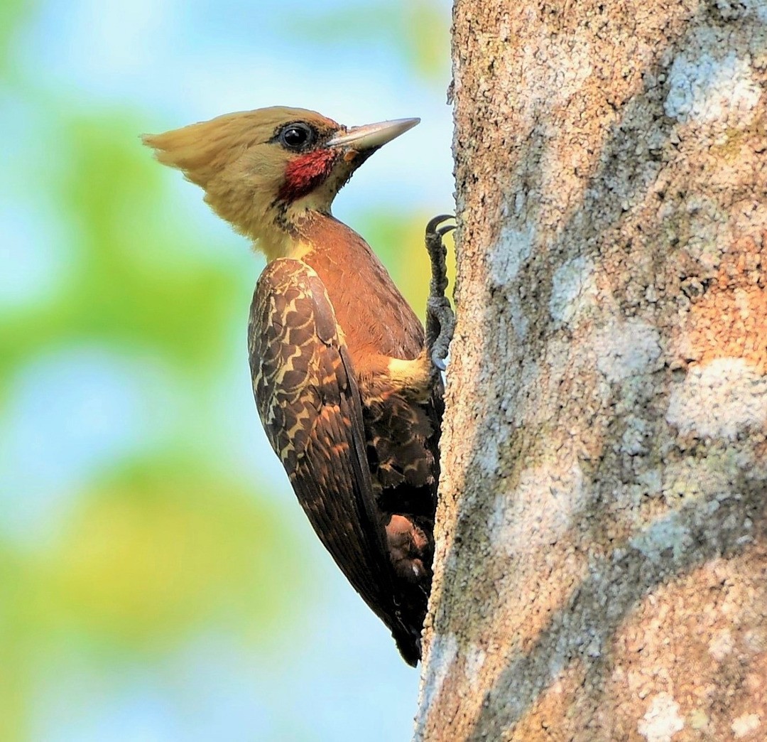 Pale-crested Woodpecker - ML604593951