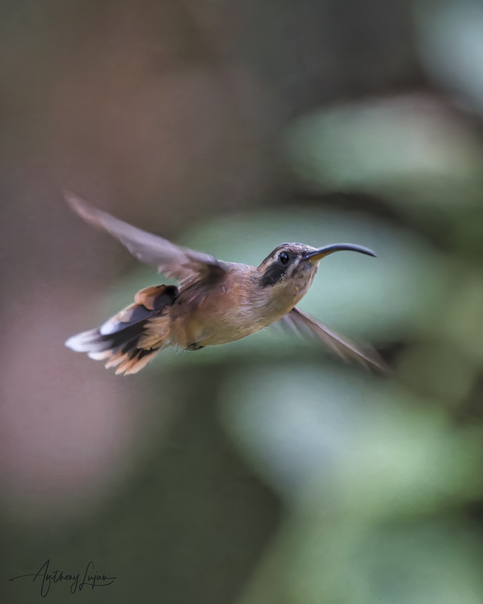 Gray-chinned Hermit - ML604594091