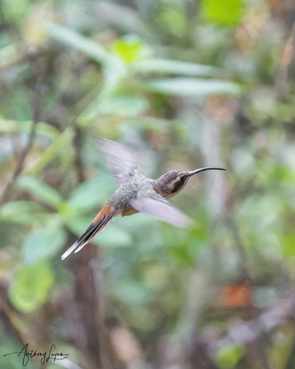 Gray-chinned Hermit - Anthony Lujan