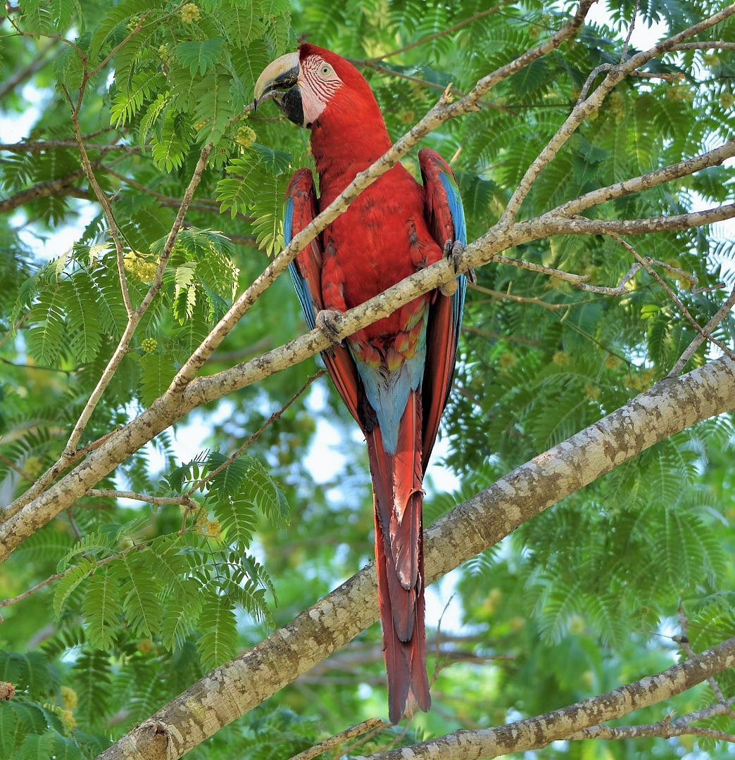 Red-and-green Macaw - ML604594181