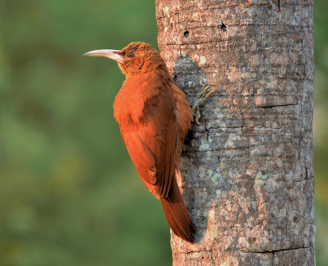 Great Rufous Woodcreeper - ML604594211