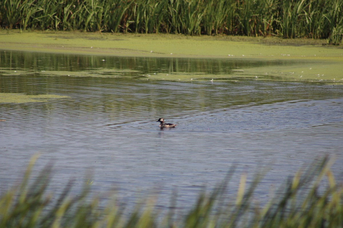 Bufflehead - ML604594221