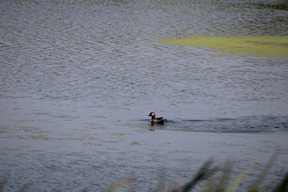 Bufflehead - Alex O’Brien