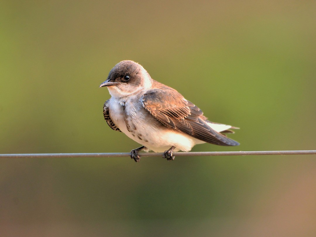 Brown-chested Martin - ML604594411