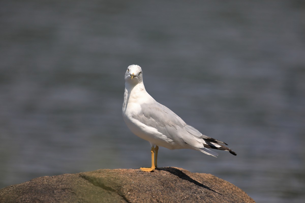 Ring-billed Gull - ML604594511