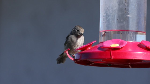 Oak Titmouse - ML604594731